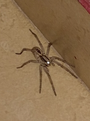 Lycosa erythrognatha