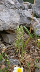 Anacamptis sancta
