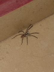 Lycosa erythrognatha