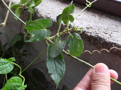 Gonolobus grandiflorus