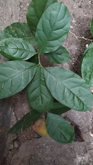 Petiveria alliacea