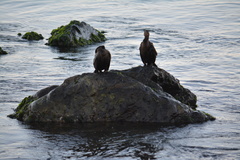 Nannopterum brasilianum brasilianum