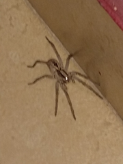 Lycosa erythrognatha