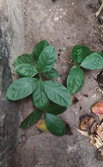 Petiveria alliacea