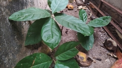 Petiveria alliacea
