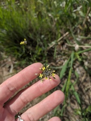 Draba nemorosa
