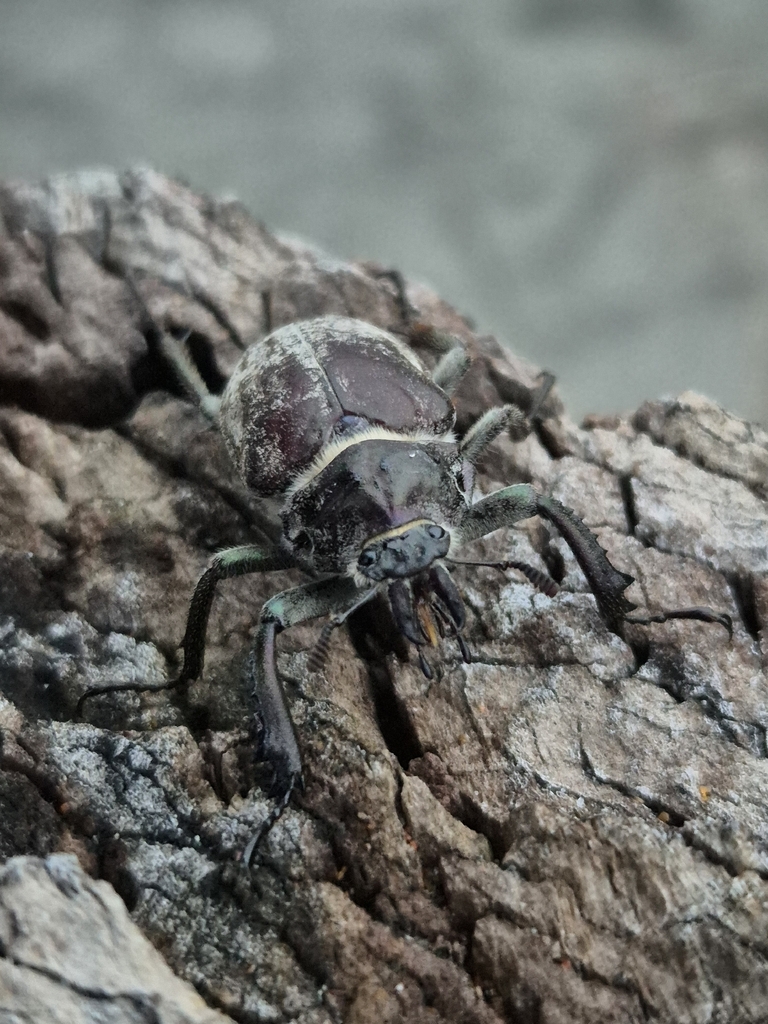 Chiasognathus beneshi