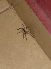 Lycosa erythrognatha