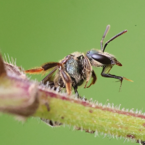 Lasioglossum ferrerii