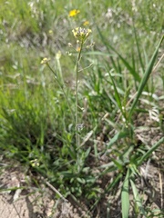 Draba nemorosa