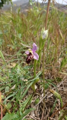 Ophrys heldreichii