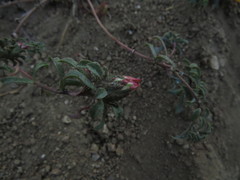 Chaetanthera frayjorgensis