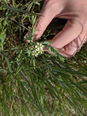 Comandra umbellata pallida