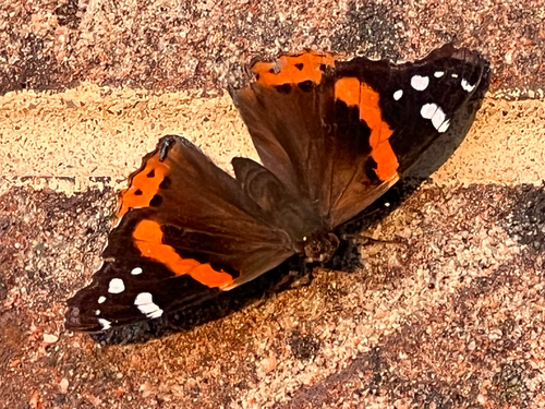 Red Admiral