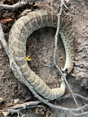 Prairie Rattlesnake
