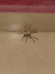 Lycosa erythrognatha