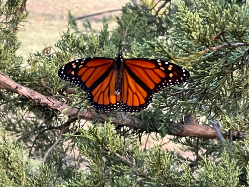 Monarch