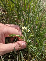 Comandra umbellata pallida