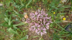 Allium nigrum