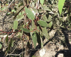 Eucalyptus behriana