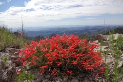 Penstemon pinifolius