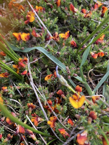 common eutaxia