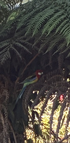 Eastern Rosella