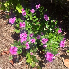 Catharanthus roseus