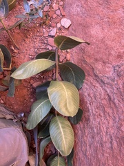 (c) Emily, some rights reserved (CC BY) Asclepias latifolia, photograph (c) Emily, some rights reserved (CC BY)