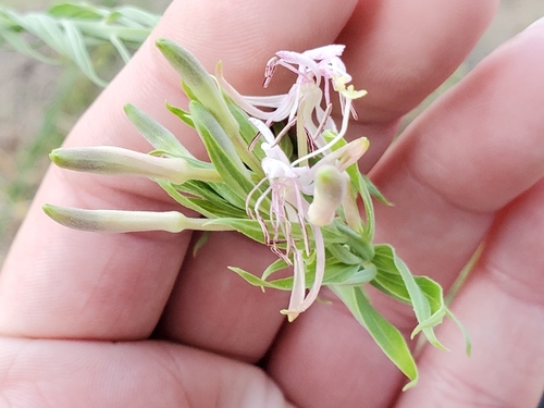 Oenothera filiformis, photograph 3