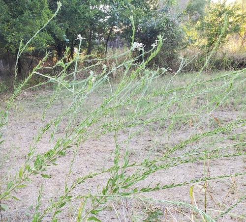 Oenothera filiformis, photograph 4