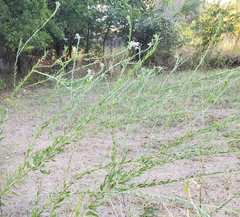 Oenothera filiformis, photograph (c) shinylatias, some rights reserved (CC BY)