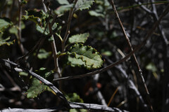 Eriogonum corymbosum, photograph (c) Anders Hastings, some rights reserved (CC BY)
