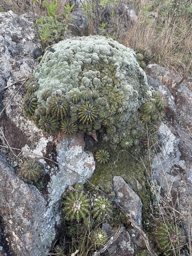 Parodia langsdorfii