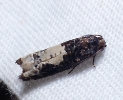 Epiblema dorsisuffusana