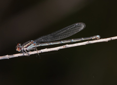 Argia cuprea