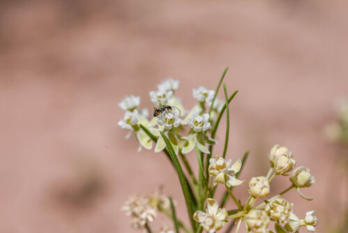 Asclepias subverticillata