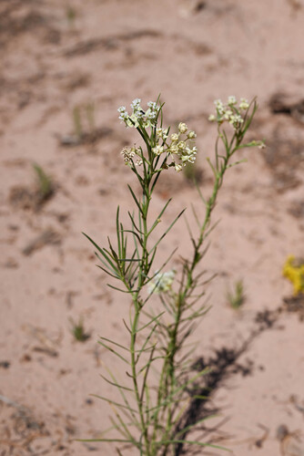 Asclepias subverticillata, photograph 1