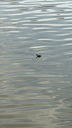 Little Grebe