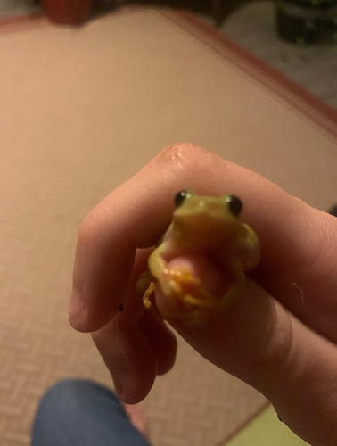 Squirrel Tree Frog