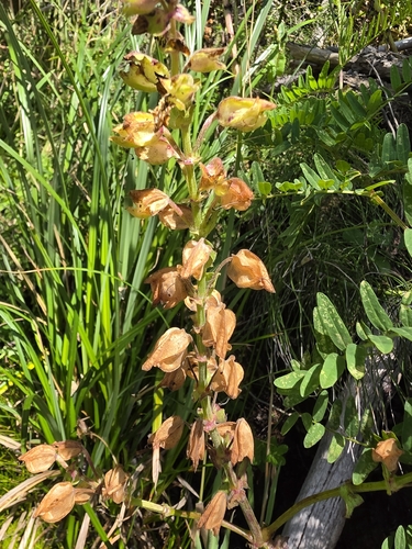 Erythranthe grandis, photograph 2
