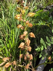 Erythranthe grandis, photograph author not stated, no rights reserved