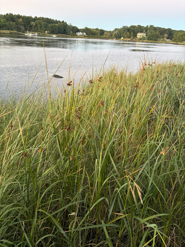 Bolboschoenus robustus observed 2026-09-14