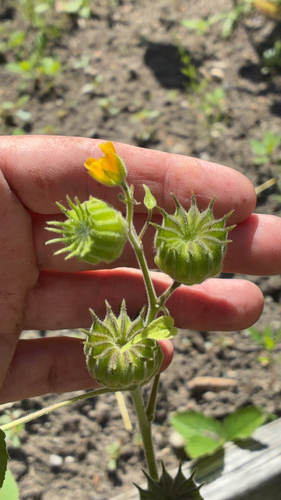 velvetleaf