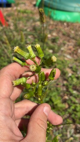 American burnweed