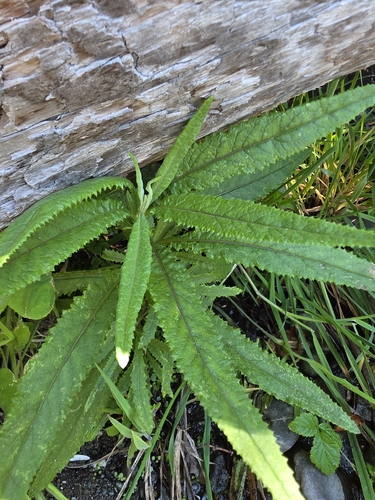 Senecio minimus, photograph 6