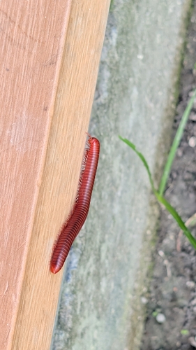 Rusty Millipede