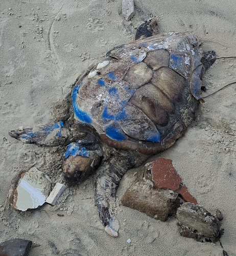 Loggerhead Sea Turtle