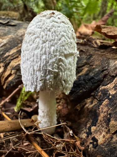 flocculose inkcap