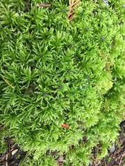 Leucolepis